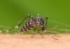 Salta en alerta tras confirmarse el primer contagio de chikungunya